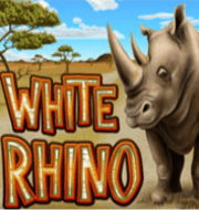 White Rhino